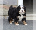 Small Photo #9 Bernese Mountain Dog Puppy For Sale in EPHRATA, PA, USA