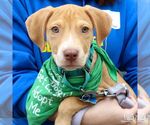 Small #4 Retriever  Mix