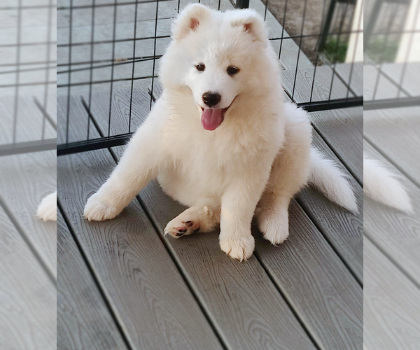 Medium Photo #5 Samoyed Puppy For Sale in FAIRFIELD, IL, USA
