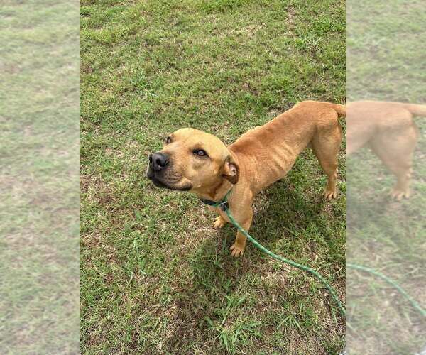 Medium Photo #3 Mutt Puppy For Sale in Abbeville, LA, USA