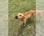 Small #2 Mutt