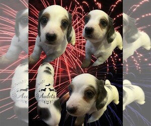 Dachshund Puppy for sale in EAST DOVER, VT, USA