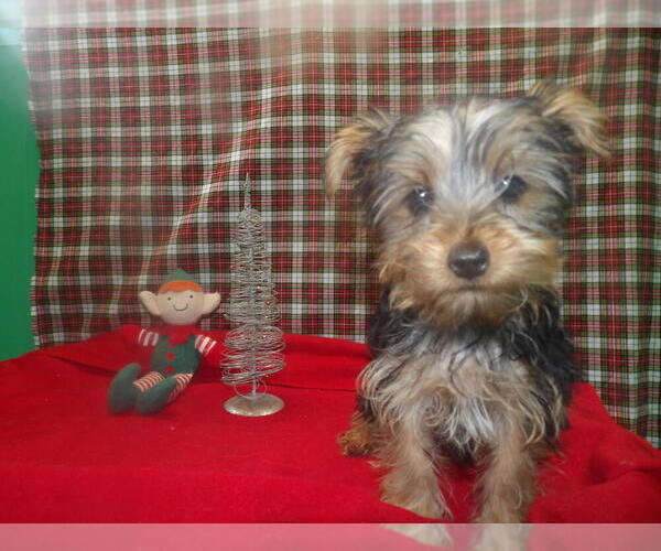 Medium Photo #1 Yorkshire Terrier Puppy For Sale in PATERSON, NJ, USA