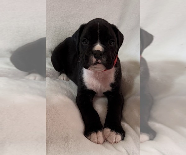 Medium Photo #12 Boxer Puppy For Sale in ALLEGHENY, PA, USA