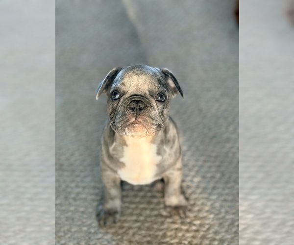 Medium Photo #6 French Bulldog Puppy For Sale in SACRAMENTO, CA, USA