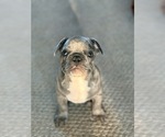 Small #5 French Bulldog
