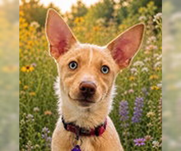 Medium Photo #6 Mutt Puppy For Sale in Fremont, CA, USA