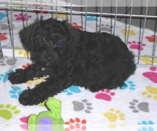 Medium Photo #9 Schnoodle (Miniature) Puppy For Sale in ORO VALLEY, AZ, USA