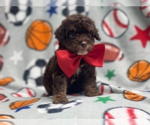 Cavalier King Charles Spaniel-Cavapoo Mix Puppy for sale in LAKELAND, FL, USA