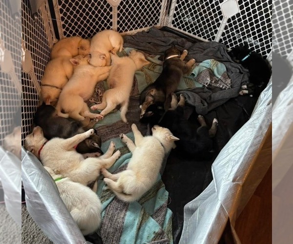 Medium Photo #1 German Shepherd Dog-Siberian Husky Mix Puppy For Sale in HOLTON, MI, USA