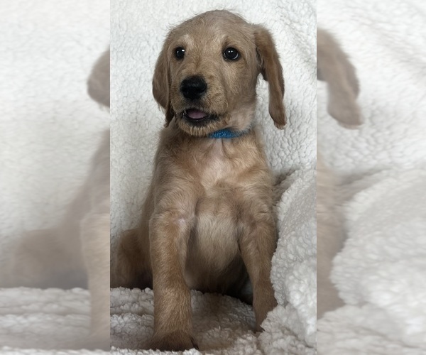 Medium Photo #8 Goldendoodle Puppy For Sale in PEYTON, CO, USA