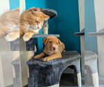 Small Photo #4 Labrador Retriever-Unknown Mix Puppy For Sale in Sandy, UT, USA