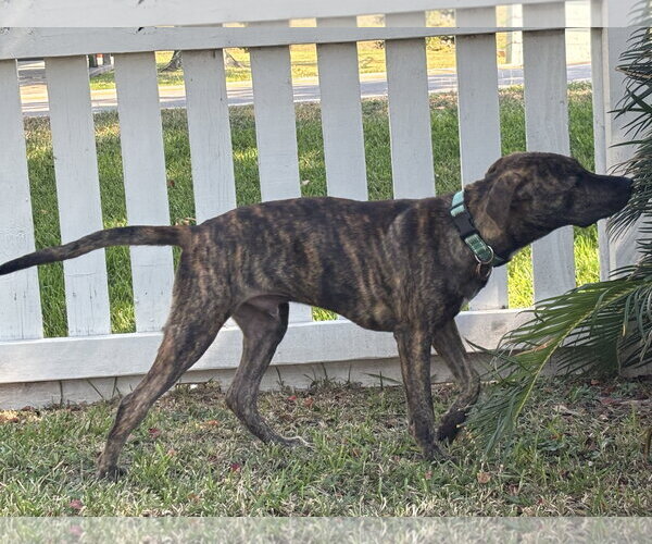 Medium Photo #9 Plott Hound Puppy For Sale in Rosenberg, TX, USA