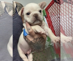 French Bulldog Puppy for sale in LAKEWOOD, CA, USA