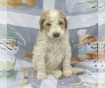 Puppy Josie Goldendoodle