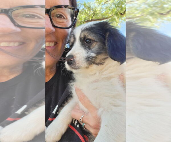 Medium Photo #3 Australian Shepherd-Maltese Mix Puppy For Sale in Grafton, WI, USA