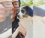 Small #2 Australian Shepherd-Maltese Mix
