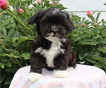 Small Photo #5 Zuchon Puppy For Sale in THORP, WI, USA