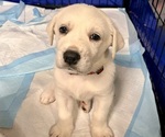 Small Photo #21 Akbash-Great Pyrenees Mix Puppy For Sale in RIDGEFIELD, WA, USA