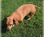 Small #4 Dachshund