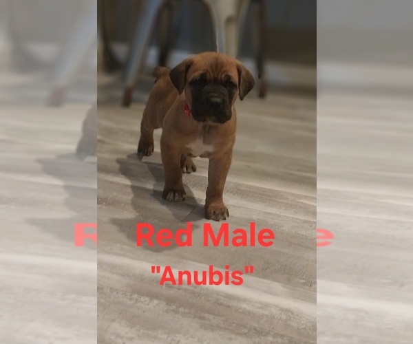 Medium Photo #8 Cane Corso Puppy For Sale in DANVILLE, IL, USA
