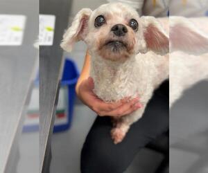 Maltipoo Dogs for adoption in Peoria, IL, USA