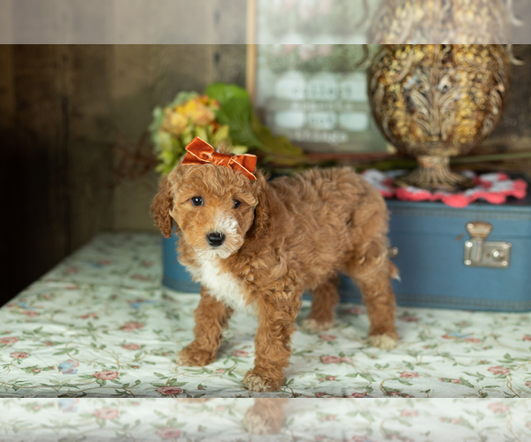 Medium Photo #3 Miniature Labradoodle Puppy For Sale in NAPPANEE, IN, USA