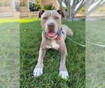 Small #34 American Staffordshire Terrier Mix