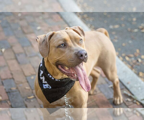 Medium Photo #14 Mutt Puppy For Sale in  Gainesville, FL, USA