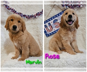 Golden Retriever Puppy for sale in MOUNT GILEAD, NC, USA