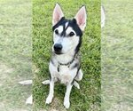 Small Photo #4 Siberian Husky Puppy For Sale in Carrollton, TX, USA