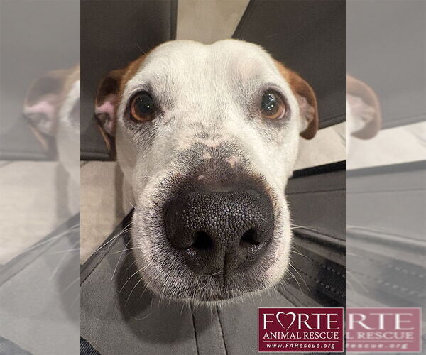 Medium Photo #3 Jack-A-Bee Puppy For Sale in Marina del Rey, CA, USA