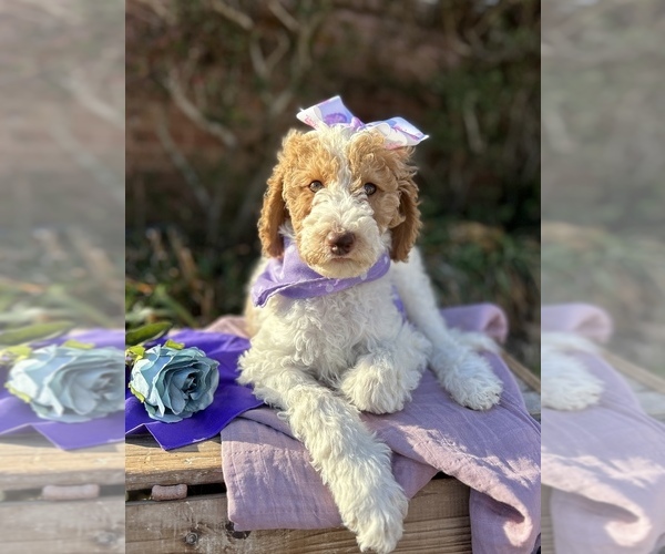 Full screen Photo #13 Goldendoodle Puppy For Sale in SHERMAN, TX, USA