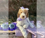 Small Photo #13 Goldendoodle Puppy For Sale in SHERMAN, TX, USA