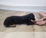 Small Photo #9 Doberman Pinscher Puppy For Sale in LOS ANGELES, CA, USA