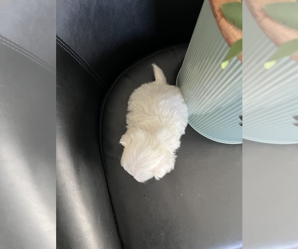 Medium Photo #4 Maltese Puppy For Sale in NILES, MI, USA
