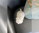 Small #3 Maltese