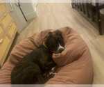 Small #2 American Bulldog Mix