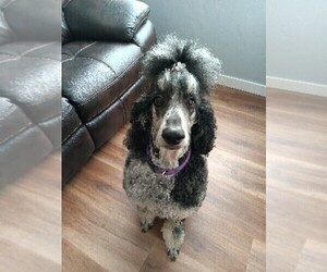 Mother of the Poodle (Standard) puppies born on 07/17/2025