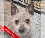 Small #1 Chihuahua Mix