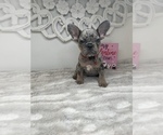 Puppy 4 French Bulldog