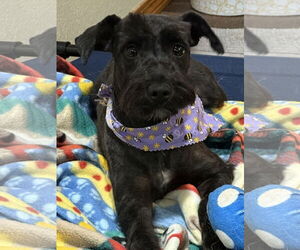 - Mix Dogs for adoption in Sioux Falls, SD, USA