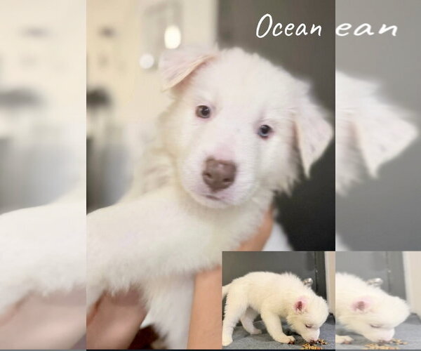 Medium Photo #2 Siberian Husky-Unknown Mix Puppy For Sale in Mesa, AZ, USA