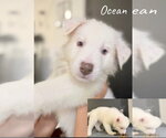 Small #1 Siberian Husky Mix