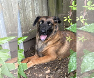 Sweat Pea (Mize) - Female Mutt Dog for Adoption - Photo #4