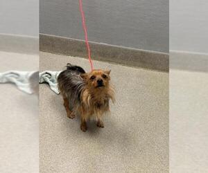 Chihuahua-Unknown Mix Dogs for adoption in Las Vegas, NV, USA
