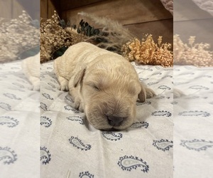 Labradoodle Puppy for sale in PEMBROKE, GA, USA