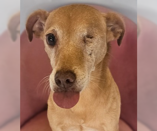 Medium Photo #1 Italian Greyhuahua Puppy For Sale in Studio City, CA, USA