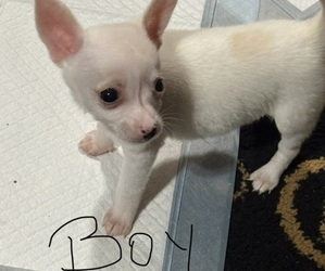 Chihuahua Puppy for sale in FAYETTEVILLE, NC, USA