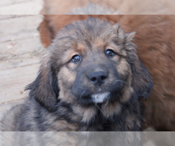 Medium Photo #6 Tibetan Mastiff Puppy For Sale in MONUMENT, CO, USA